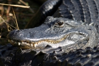 Alligator, Everglades National Park