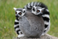 Lemurs at the Oakland Zoo