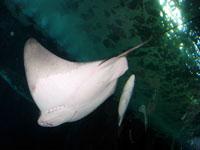 Bat Ray at the Aquarium of the Bay