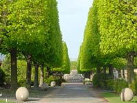 Linden Allee, Botanic Garden
