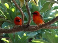 Casela Bird Park