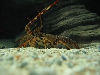 Lobster