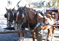 Horse-drawn carriage