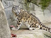 Snow Leopard