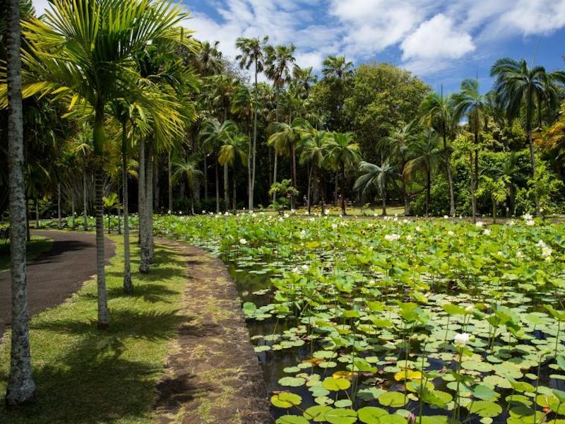 Royal Botanical Gardens of
Pamplemousses