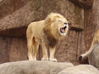 Lion at the Lincoln Park Zoo