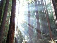 Muir Woods National Park