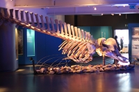 The Tromso University Museum
