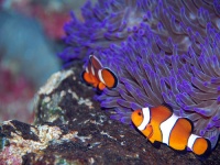 Clown fish